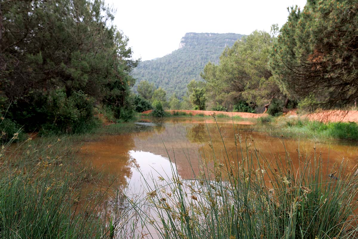 Bassal de la Socarrada