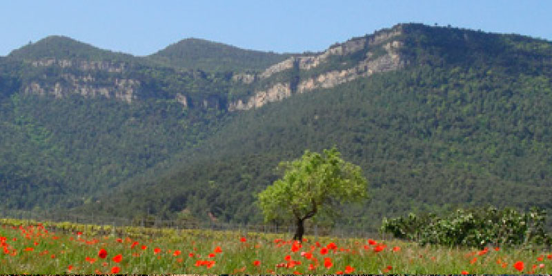 Ajuntament de Sant Martí de Centelles